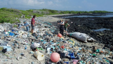 Between eight and 12 million tonnes of plastic is believed to seep into the oceans each year